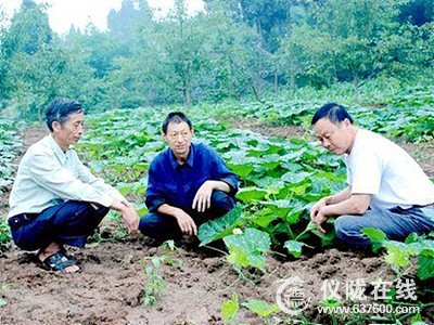 仪陇县保平镇长石梯村发展蔬菜果业助农增收