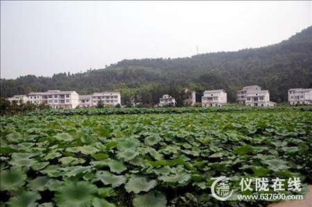 仪陇县武棚乡莲藕长势好 又是一个丰收年