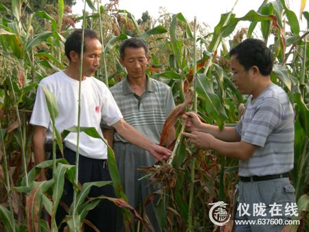 仪陇县碧泉乡干部深入高粱田间为民指导收割技巧