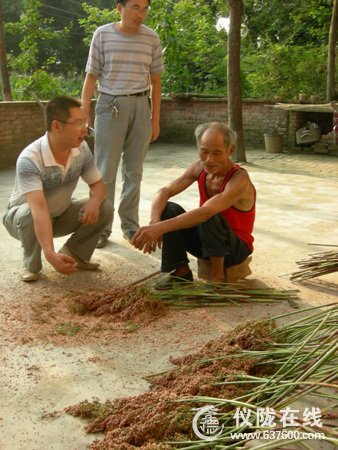 仪陇碧泉乡乡村干部挂联产业助发展