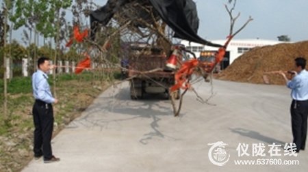 一夜之间仪陇文星镇一棵百年紫薇树不翼而飞