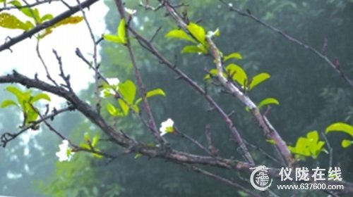 仪陇县朱德故里景区李子树竞相开花