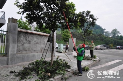 城市园丁“修枝”让树木更健康