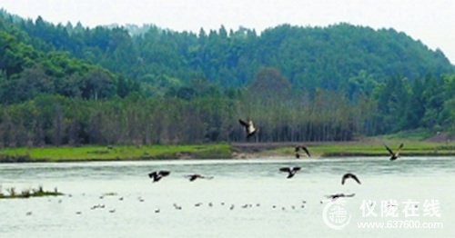 仪陇嘉陵江上白鹭野鸭“一家亲”