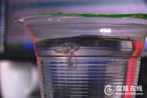 仪陇县行政中心广场惊现“水中大熊猫”