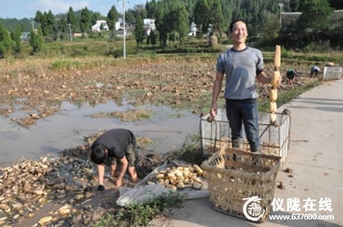 仪陇县万亩莲藕上市 产量最高亩产3000多公斤