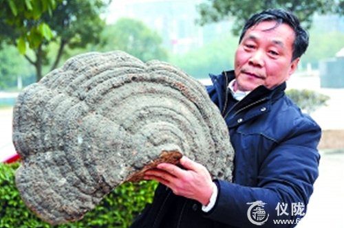 42年采药 仪陇农民发现“花甲”灵芝