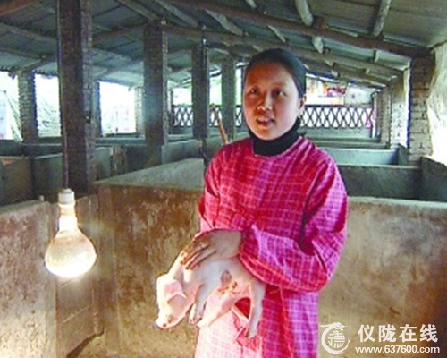 仪陇农家妇女在楼里养猪