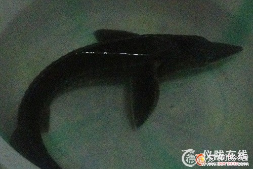 仪陇县惊现神秘生物  疑是远古活化石