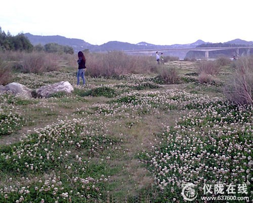 仪陇新政河滩湿地公园 踏青好去处