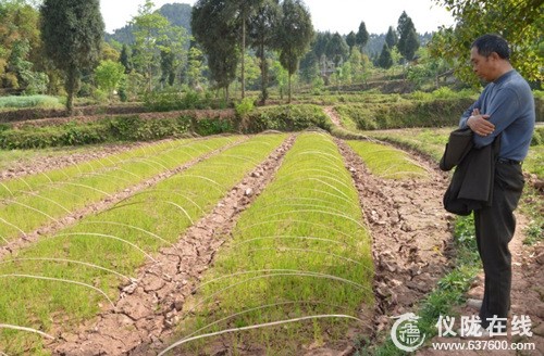 仪陇县连续3天降雨 旱情有缓解