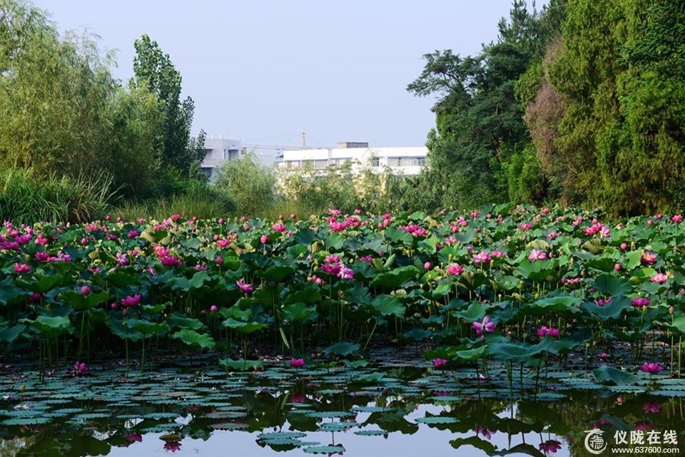 仪陇有佳荷
