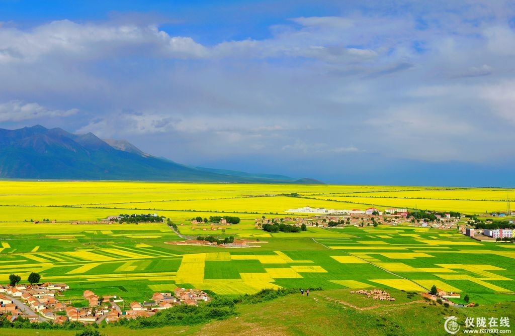 油菜花开辉辉黄