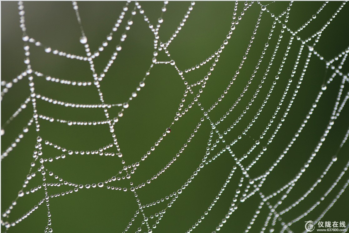 蛛网