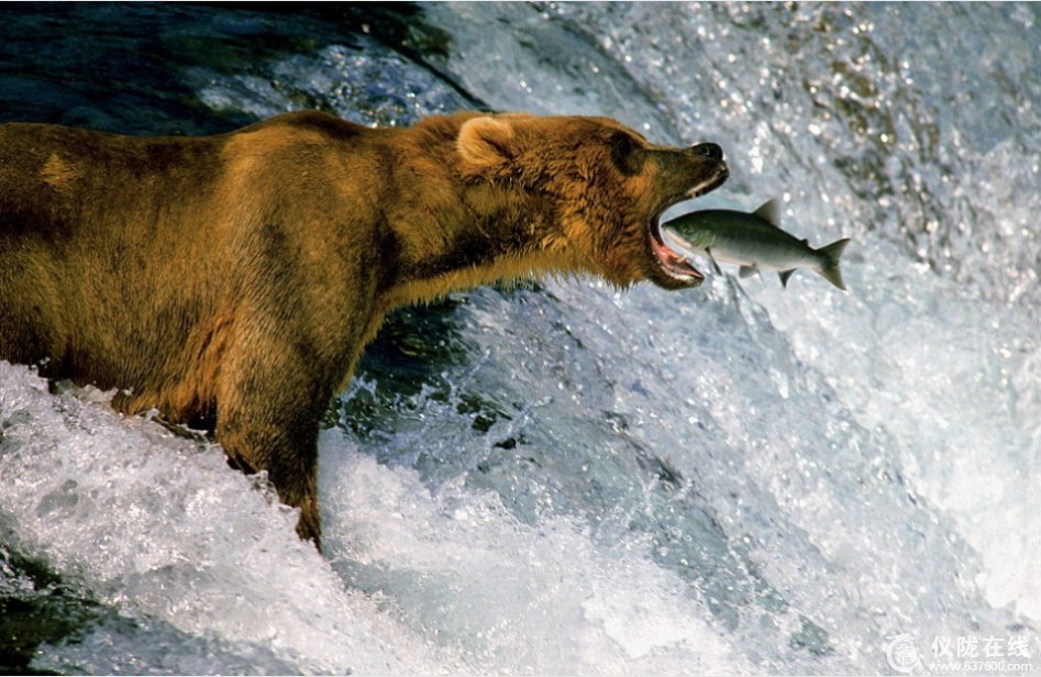 灰熊吞下大马哈鱼