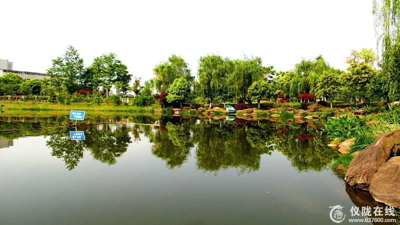 金鱼塘水质逐渐好转