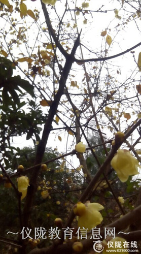 石佛小学：校园腊梅凌寒开