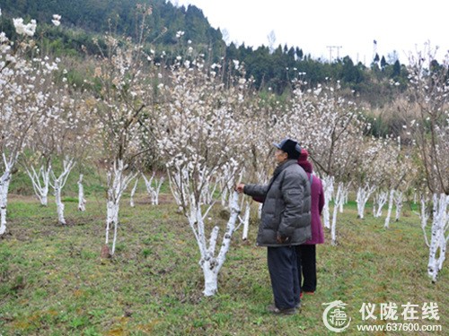 仪陇春来早 花儿朵朵开