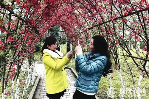 海棠花儿艳 引来好摄族