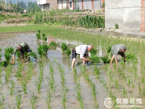 仪陇县周河镇双龙村党支部组织党员、村、社干部、组成3支助耕队