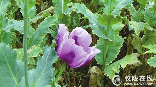 仪陇警方铲除罂粟1550株