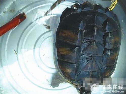 捡到一只鳄鱼龟 老汉不知咋个办