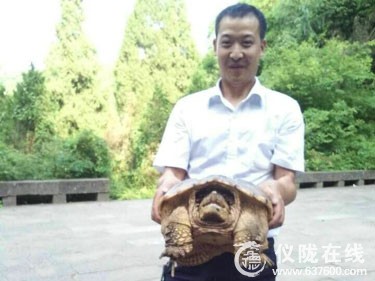 仪陇琳琅山景区现巨龟 引来众人围观