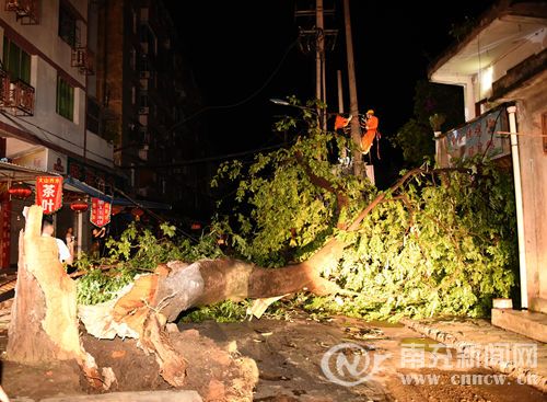 狂风肆虐阆中古城 百年大树被吹倒30余辆汽车被砸毁