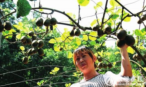 仪陇：种植猕猴桃 闲置地变增收园