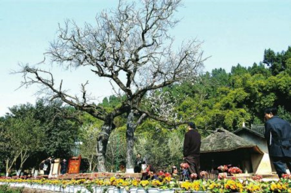 仪陇：朱德故居杏花开