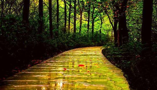 朱德故里景区“十一黄金周”接待游客26.3万人次