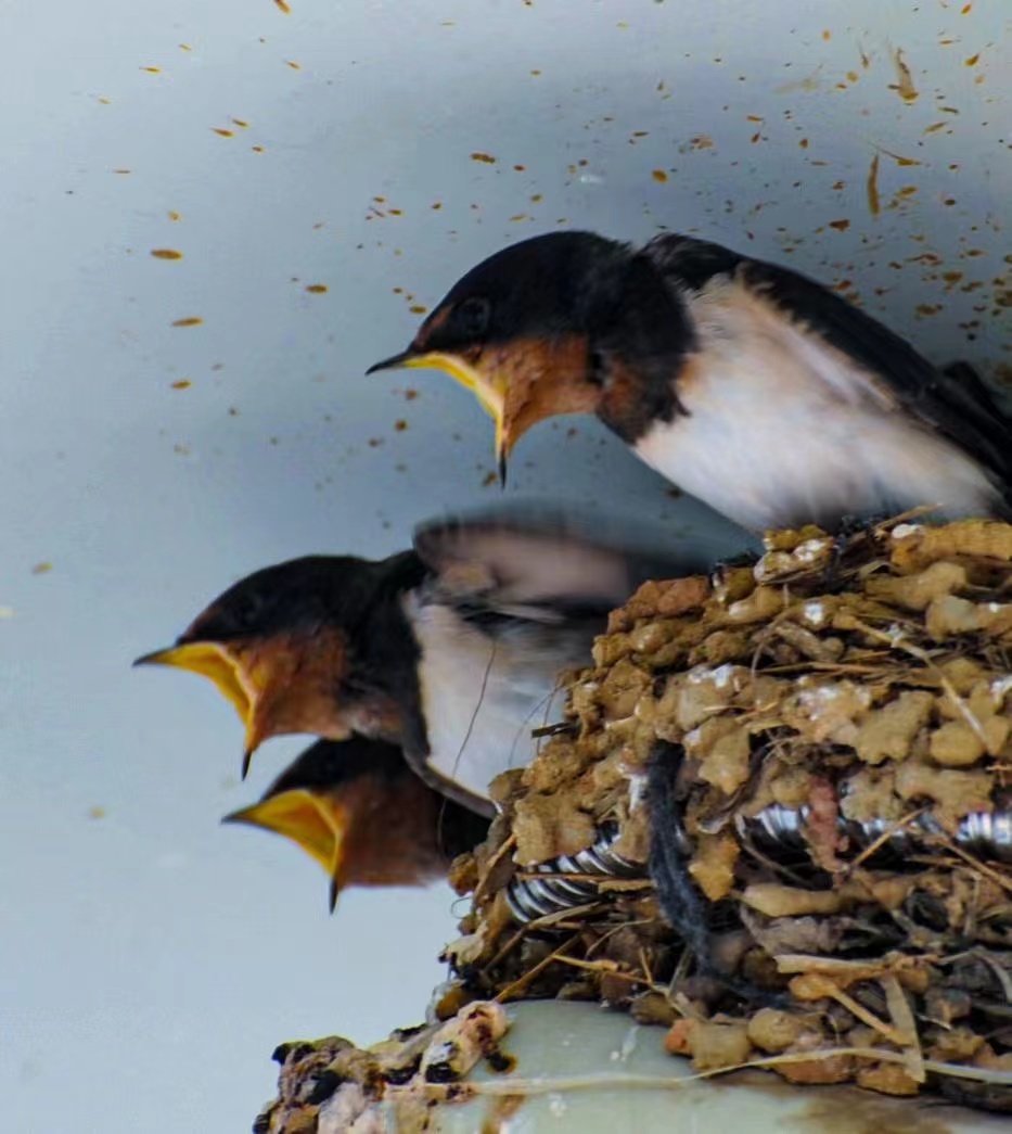 燕子喂食 精彩抓拍